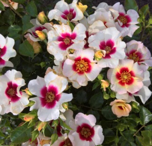 Roze 'Babylon Aria Eyes'